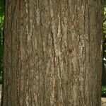 Ulmus serotina Bark