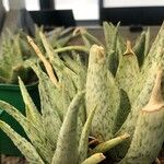 Aloe rauhii 葉