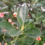 Euonymus japonicus Deilen