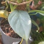 Philodendron hastatumLeaf