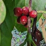 Coffea canephora Owoc