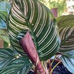 Calathea sanderiana Hoja