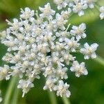 Libanotis pyrenaica 花