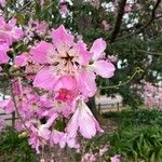 Ceiba speciosa Квітка