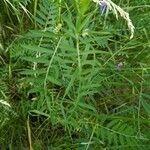 Vicia tenuifolia 葉