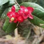 Ochna serrulata Fruit