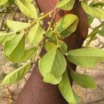 Grewia monticola Fruit