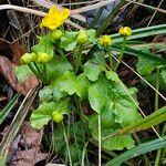 Caltha palustris অভ্যাস