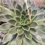 Echeveria agavoides Blad