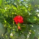 Hibiscus schizopetalus 花