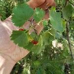 Ribes cereum List