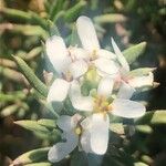 Iberis saxatilis Λουλούδι