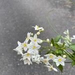 Solanum jasminoides Квітка