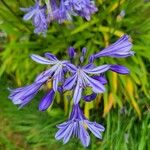 Agapanthus africanusFlor