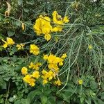 Genista aetnensis Flower