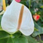 Anthurium nymphaeifolium 花