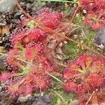 Drosera spatulata 整株植物