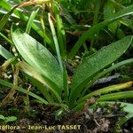 Ophioglossum azoricum Vekstform