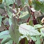 Persicaria microcephalaFeuille