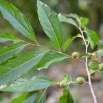Diospyros acapulcensis Blad