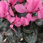 Cyclamen persicum 花