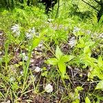 Asperula taurina आदत