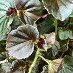 Begonia cucullata cv. 'Doublet Rose Pink' Habitus