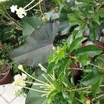 Brunfelsia americana Floro