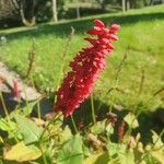 Persicaria orientalisΛουλούδι