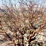 Bursera microphylla Lubje