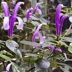 Poikilacanthus macranthus Λουλούδι