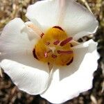 Calochortus bruneaunis Fiore