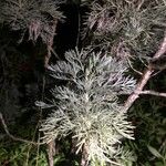 Artemisia arborescens Blad