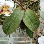 Phalaenopsis stuartiana برگ