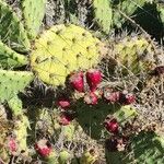 Opuntia littoralis പുഷ്പം