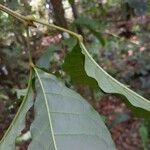 Vitex triflora Feuille