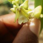 Polystachya odorata Flower