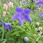 Platycodon grandiflorus Blomma