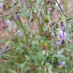 Campanula divaricata 花