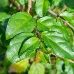 Thunbergia erecta Leaf