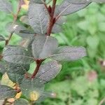 Salix humilis Folha