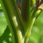 Chenopodium giganteum Rinde