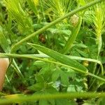 Hordeum marinum Blad