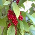 Schisandra chinensis Fruchs