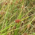 Juncus conglomeratusBlomst