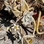 Graptopetalum paraguayenseFlower