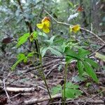 Viola lobata Hábito