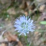 Jasione montana 花