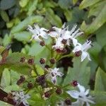 Sambucus ebulusFlower