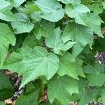 Dombeya burgessiae Hoja